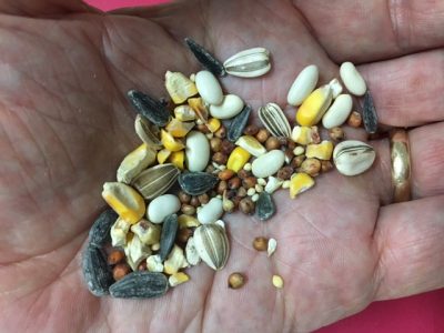 Seeds:  Wheat or Weeds